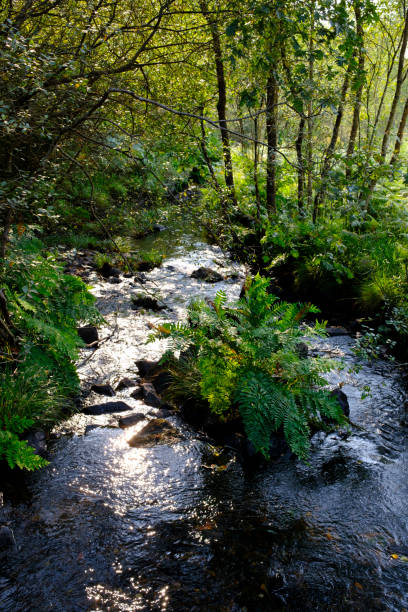 istock Castriz del Rio Mira waterfall recreational area 1336039018