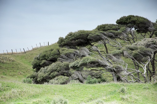 Looking out across a windswept Kanuka (Kunzea ericoides) tree grove on lush green  natural New Zealand farmland. Idyllic.