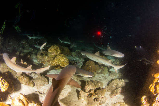 istock White tip reef sharks at night at Cocos Island 1336040599