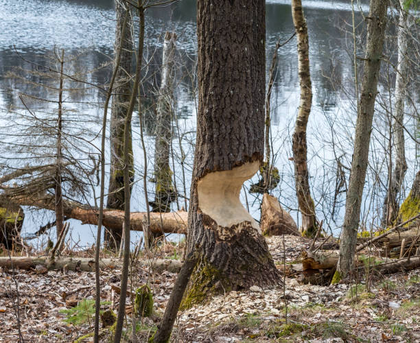 istock Beavers nibbled the trunk of a tree. Beaver teeth marks on trees. 1336040648