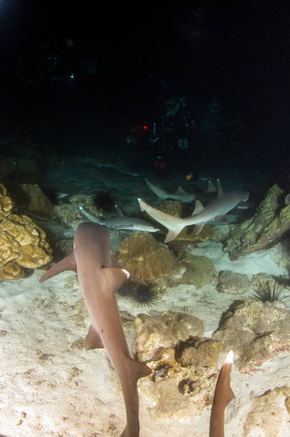 istock White tip reef sharks at night at Cocos Island 1336041259