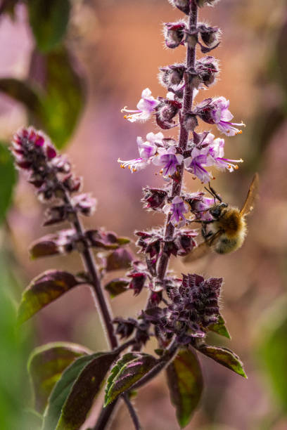 istock Bumblebee is looking for nectar in the flowers 1336041338