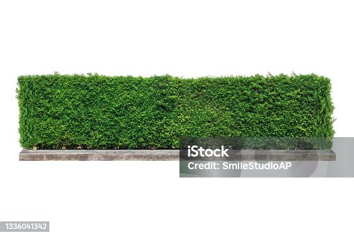 istock green hedge or Green Leaves. 1336041342