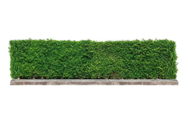 green hedge or Green Leaves Wall on isolated.