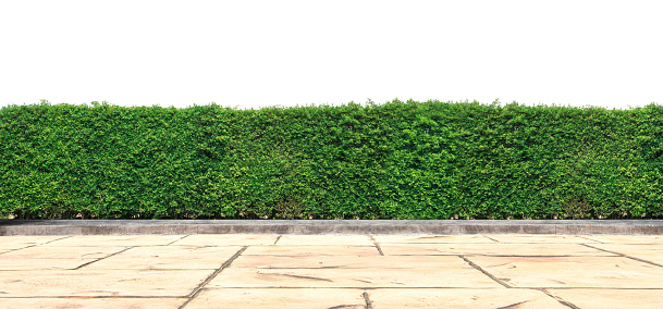Empty Floor Concrete with green hedge Wall on isolated.