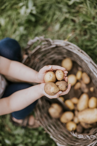 Close up of toddler picking fresh potatoes from home garden