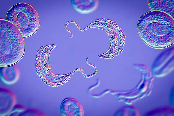 trypanosoma brucei pasożyty - protozoan zdjęcia i obrazy z banku zdjęć