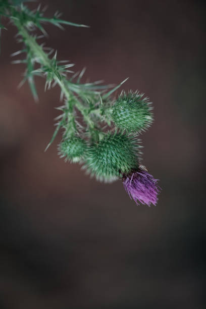 istock Close-up of a thistle 1336046216