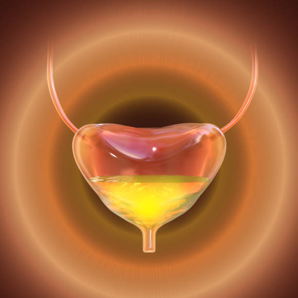 Overactive urinary bladder, 3D illustration Overactive urinary bladder, 3D illustration. A condition where there is a frequent feeling of needing to urinate, sometimes with loss of bladder control leading to urge incontinence bladder stock pictures, royalty-free photos & images