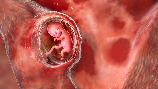 Human fetus in the uterus, scientifically accurate 3D illustration. Early fetal period, week 8 - week 16