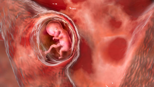 Human fetus in the uterus, scientifically accurate 3D illustration stock photo