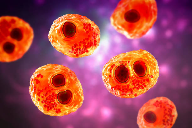 Cytomegalovirus CMV in human cell, owl's eye inclusion in nucleus stock photo