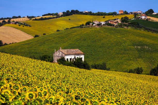 A Field of Sunflowers on a Sunny day in Marche Italy Montelupone, Macerata, Marche, Italy - July 07, 2010: Cultivated Hills full of Sunflowers in bloom with an abandoned house in the middle of them. marche italy stock pictures, royalty-free photos & images