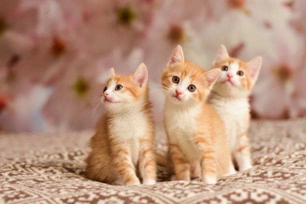 istock three cute ginger kittens look up while sitting on the bed. 1336049267