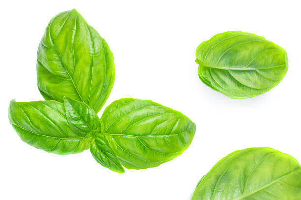 istock Fresh green basil leaves isolated on white background, top view. Basil herb  Pattern
