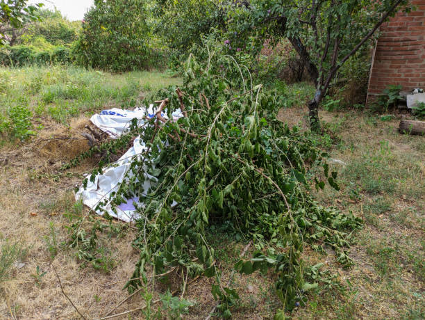 庭の真ん中にゴミや枝の山 - tree removing house damaged ストックフォトと画像