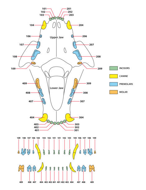 ilustraciones, imágenes clip art, dibujos animados e iconos de stock de construcción de una fórmula dental de dientes de gato - feline