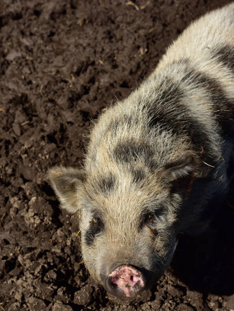 istock A curious sow standing in the mud and staring with watery eyes 1336054339