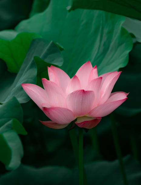 istock Pink blooming lotus close-up 1336054400