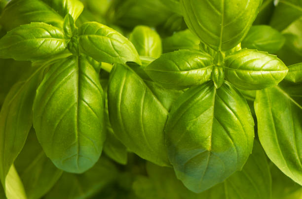 istock Fresh green basil on a dark background. basil texture. Lots of basil. 1336055128