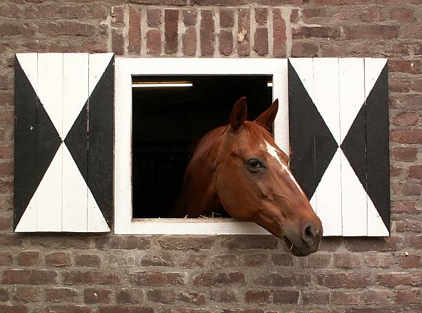 a beautiful brown horse looking curiously out of the window