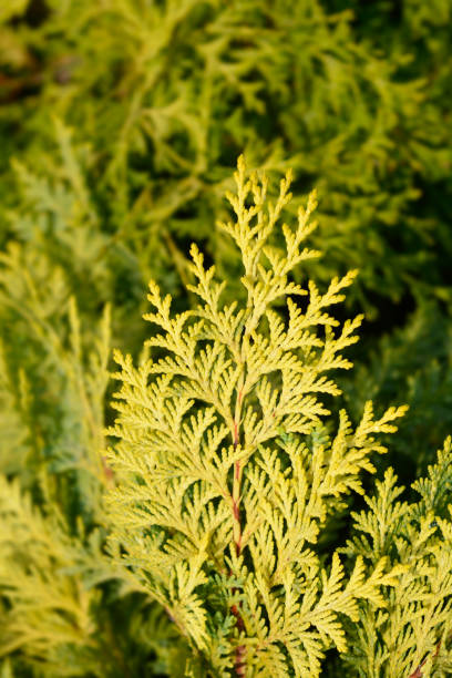 Lawsons Cypress Sunkist Lawsons Cypress Sunkist - Latin name - Chamaecyparis lawsoniana Sunkist port orford cedar stock pictures, royalty-free photos & images