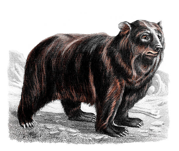 photograph of a colour engraving from the book 'Ouvres Completes de Buffon', published in France in 1832.  Copyright has expired on this item.  Digitally restored.