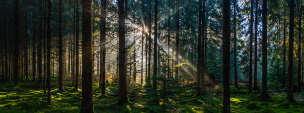 istock Sunbeams shining through idyllic mossy forest woodland wilderness panorama 1336062818