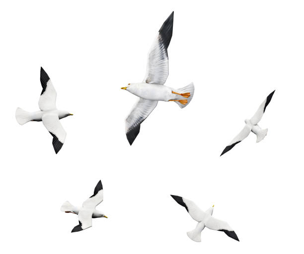 Computer generated 3D illustration with a flock of seagulls isolated on white background