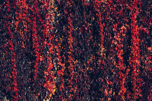 Autumn red ivy natural wall background