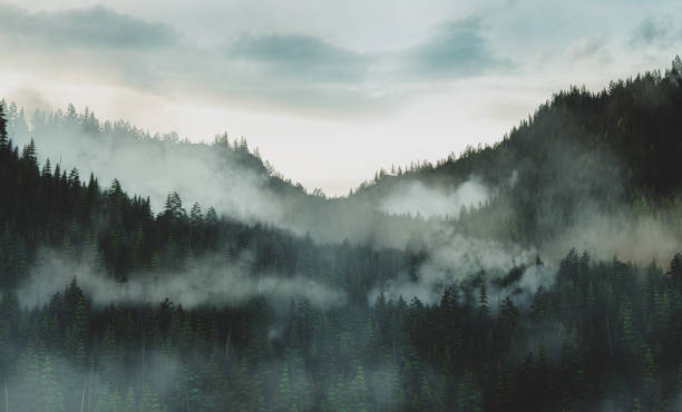istock Forest hills covered in fog at sunrise 1336068561