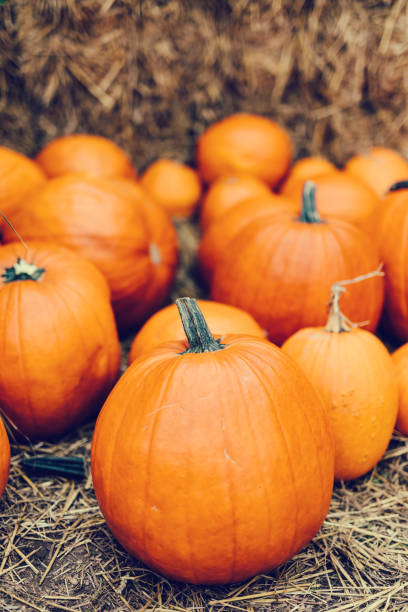 istock Halloween pumpkins on hay. 1336068799