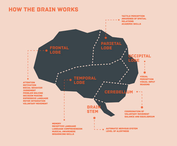 инфографика мозга - lobe stock illustrations