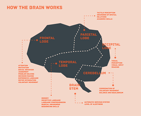 Vector illustration of the human brain with its parts and their functions. Text, brain and background are on separate layers for easier editing.