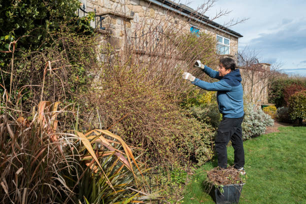 istock Senior Asian Man Gardening at Home 1336071464