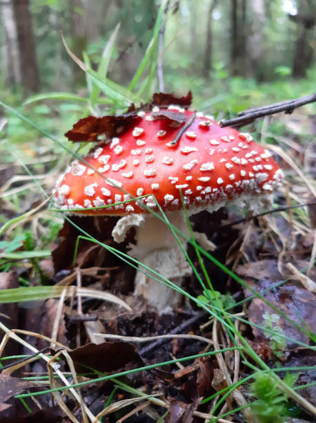 istock Amanita mushroom in the forest 1336071690