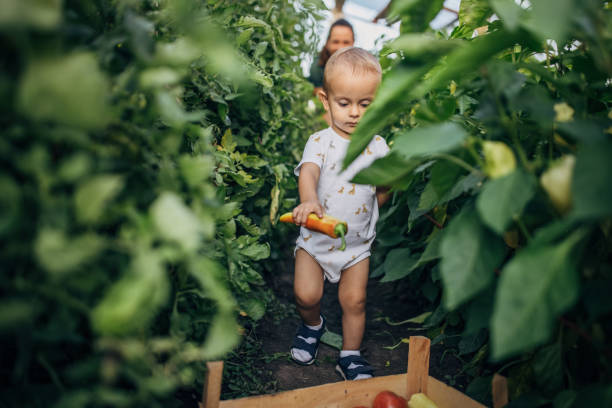 istock Mother and son on organic farm 1336071777