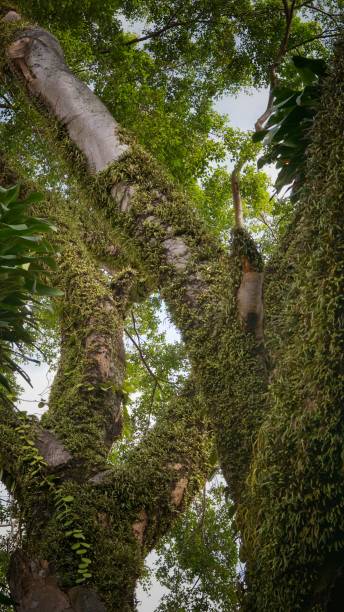 istock A very old tree in a public park 1336073898