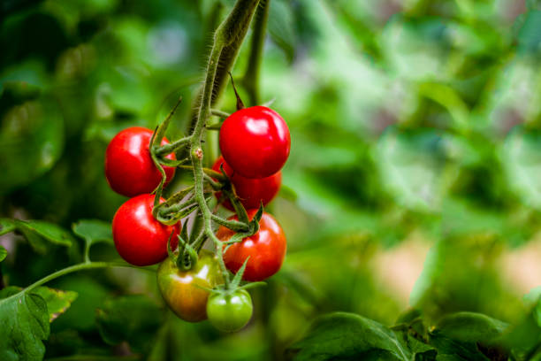 ripe tomatoes growing on vine in organic vegetable garden. - greenhouse industry tomato agriculture imagens e fotografias de stock