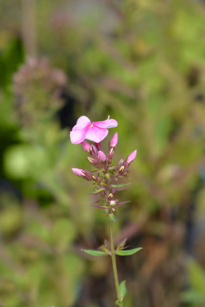 istock Perennial phlox 1336079418