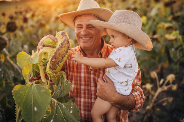 istock Farmer and grandson in sunflower field 1336080282