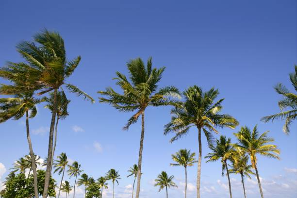 istock Blue sky palm trees in Florida tropical summer 1336081250