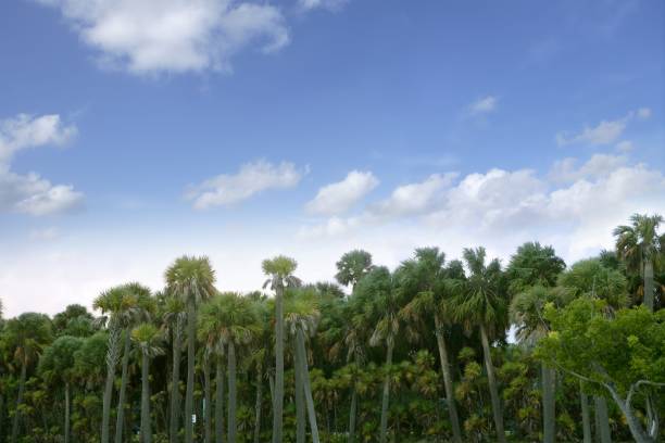 istock Palm tree forest in Florida blue summer tropical sky 1336081258