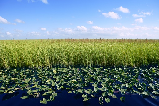 Blue sky in Florida Everglades wetlands green plants horizon, nature