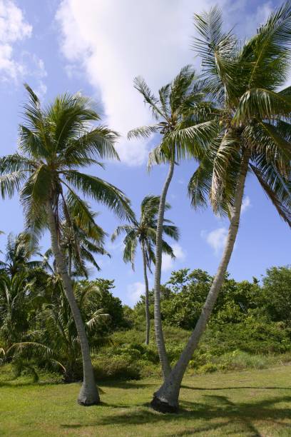 istock Florida Keys tropical palm trees 1336081405