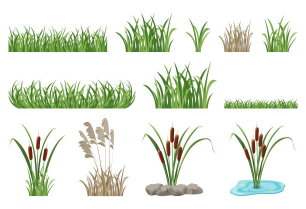 Set of illustrations of reeds, cattails, seamless grass elements. Set of illustrations of reeds, cattails, seamless grass elements. Vector collection of marsh vegetation, green lawn. swamp stock illustrations