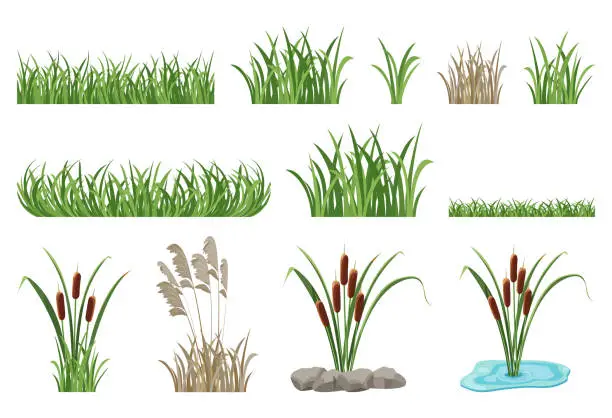 Vector illustration of Set of illustrations of reeds, cattails, seamless grass elements.