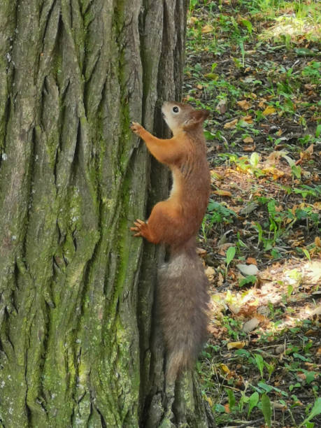 istock A red squirrel with a fluffy gray tail climbs up the trunk of a tree on a sunny summer day. 1336085821