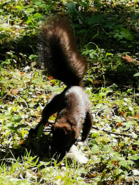 istock A black squirrel with a fluffy tail is digging in the ground, burying a nut on a sunny summer day. 1336085893