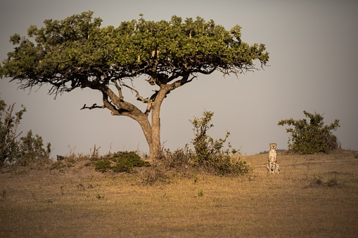 an alone cheetah sitting under the tree in Masai Mara national park in Africa